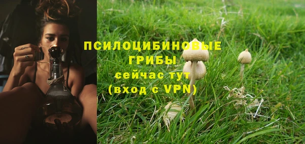 прущие грибы Вязники